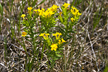 hairy puccoon