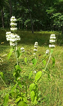 hairy wood mint