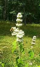 hairy wood mint