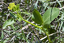 heart-leaved golden alexanders