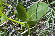 heart-leaved golden alexanders