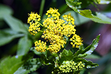 heart-leaved golden alexanders