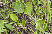 heart-leaved golden alexanders