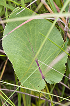 heart-leaved golden alexanders