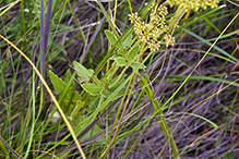 heart-leaved golden alexanders