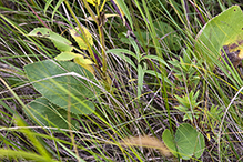 heart-leaved golden alexanders