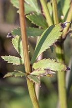 heart-leaved golden alexanders