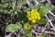 heart-leaved golden alexanders