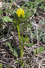 heart-leaved golden alexanders