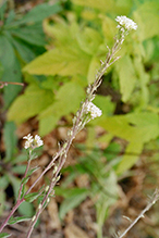 hoary alyssum