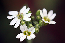 hoary alyssum 