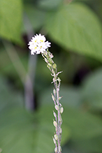 hoary alyssum