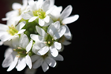 hoary alyssum