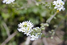 hoary alyssum