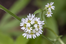 hoary alyssum