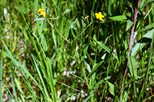 hoary puccoon