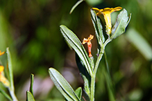 hoary puccoon