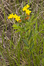 hoary puccoon