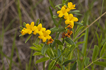hoary puccoon