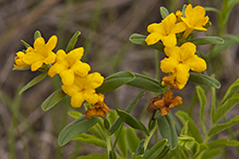 hoary puccoon