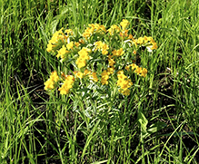 hoary puccoon