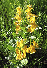 hoary puccoon