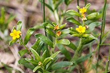 hoary puccoon