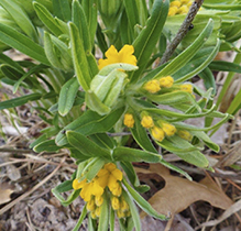 hoary puccoon