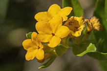 hoary puccoon