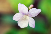 hookedspur violet