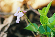 hookedspur violet