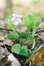 hookedspur violet