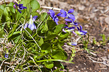 hookedspur violet