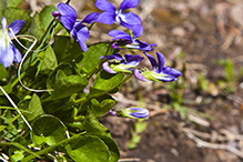 hookedspur violet