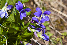 hookedspur violet