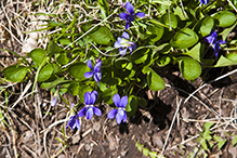 hookedspur violet