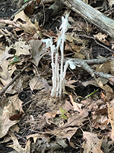 Indianpipe