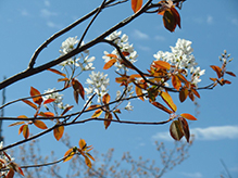 inland serviceberry inland serviceberry