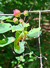 inland serviceberry inland serviceberry
