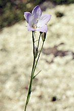 intermediate bellflower