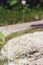intermediate bellflower