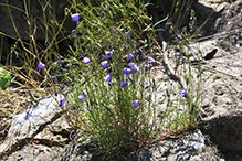 intermediate bellflower