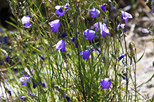 intermediate bellflower