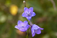 intermediate bellflower