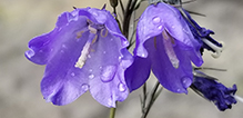 intermediate bellflower