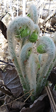 interrupted fern