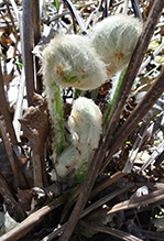 interrupted fern
