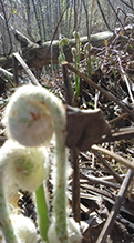 interrupted fern