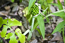 Jack-in-the-pulpit