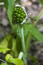 Jack-in-the-pulpit